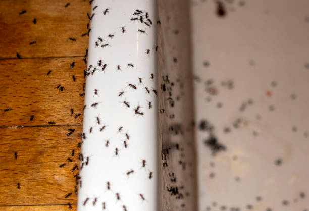 Best Affordable Pest Control Services  in Aberdeen, OH