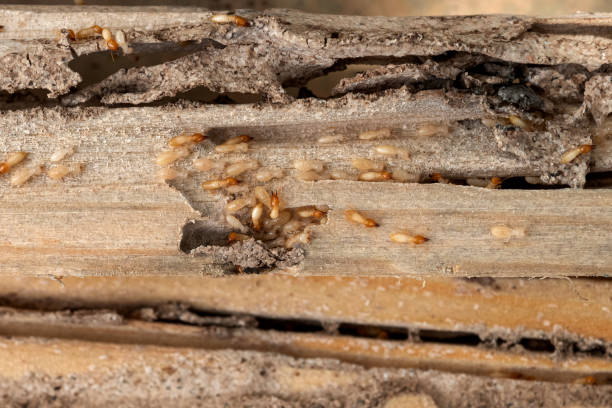 Best Emergency Pest Control  in Aberdeen, OH
